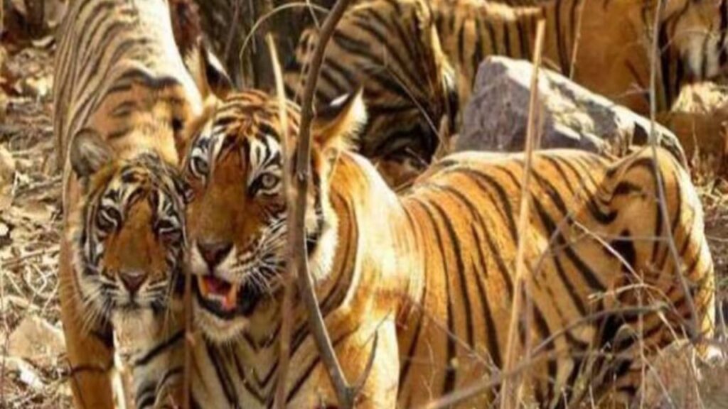 बाघ, तेंदुआ, भालू, हिरण, नीलगाय आदि का कर सकेंगे दीदार, आज से खुलेगा बिहार का कश्मीर वीटीआर
