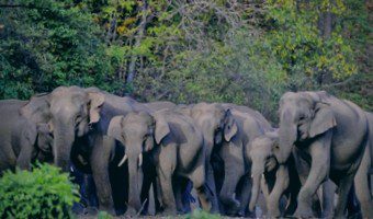 कोडरमा में एक बार फिर आया 40 हाथियों का झुंड, गांवों में दहशत का माहौल, वन विभाग अलर्ट
