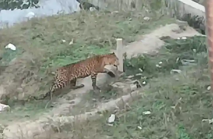 रोहतास में तेंदुए का आतंक, चार वनकर्मी सहित 6 जख्मी,घंटों की मशक्कत के बाद किया गया रेस्क्यु