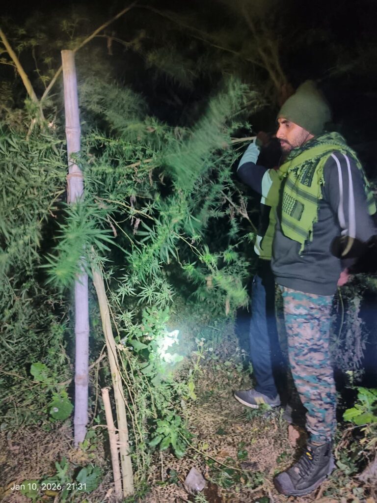 पुलिस ने 20 लाख की गांजे की फसल की नष्ट, एक तस्कर गिरफ्तार