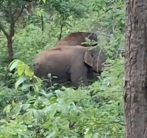 कोडरमा के रिहायशी इलाकों में घुसे गजराज, मची अफरा-तफरी