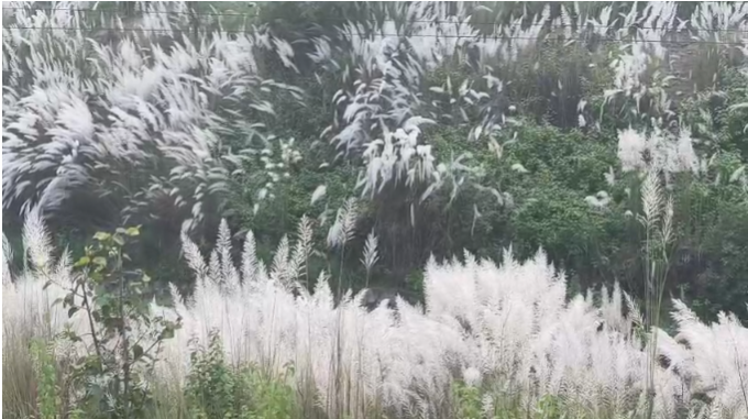 काश के फूलों ने बिछाई सफेद चादर, मानसून की विदाई और त्योहारों की आहट