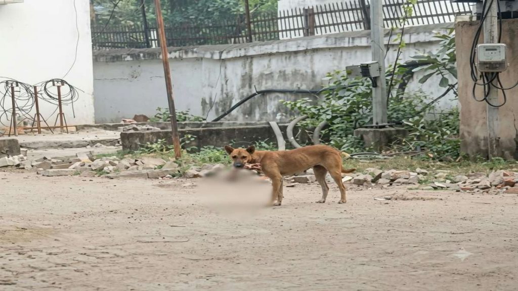 पलामू MMCH में नवजात का श/व लेकर घूमता दिखा कु/त्ता, DC-SP पहुंचे अस्पताल,CCTV फुटेज खंगाल रहा प्रशासन